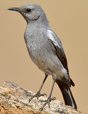 Mountain Wheatear male pale form